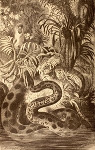 Anaconda in cerca di preda, da 